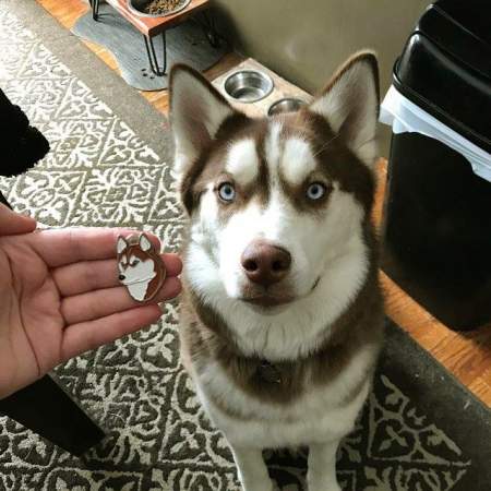 siberian husky us.jpg